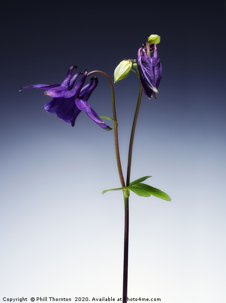Single Purple Aquilegia stem. No. 2. Picture Board by Phill Thornton