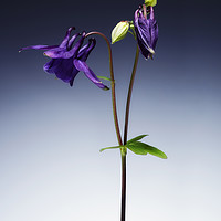 Buy canvas prints of Single Purple Aquilegia stem. No. 2. by Phill Thornton
