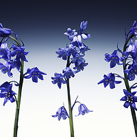 Buy canvas prints of Three beautiful british Bluebell. by Phill Thornton