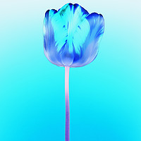 Buy canvas prints of Negative of  single beautiful variegated tulip by Phill Thornton