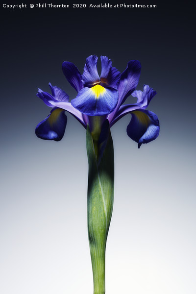 A single beautiful blue Iris flower. Picture Board by Phill Thornton