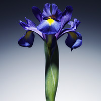 Buy canvas prints of A single beautiful blue Iris flower. by Phill Thornton