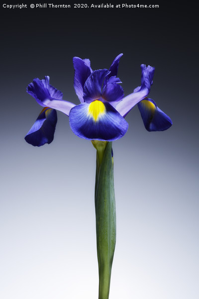 A single beautiful blue Iris flower. No.2 Picture Board by Phill Thornton