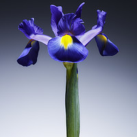 Buy canvas prints of A single beautiful blue Iris flower. No.2 by Phill Thornton