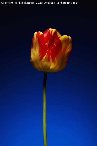 A single beautiful variegated yellow and red tulip Picture Board by Phill Thornton