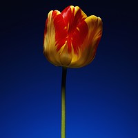 Buy canvas prints of A single beautiful variegated yellow and red tulip by Phill Thornton