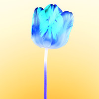 Buy canvas prints of Negative single beautiful variegated blue tulip by Phill Thornton