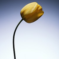 Buy canvas prints of A single beautiful yellow tulip flower  by Phill Thornton