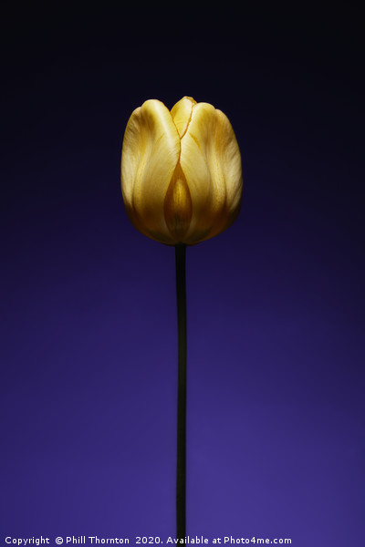 A single beautiful yellow tulip flower on purple Framed Mounted Print by Phill Thornton