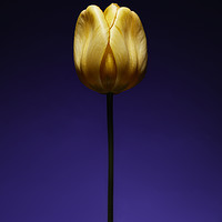 Buy canvas prints of A single beautiful yellow tulip flower on purple by Phill Thornton