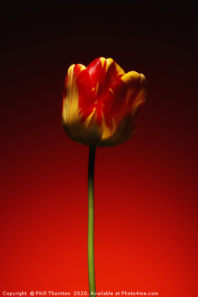 A single beautiful variegated yellow and red tulip Framed Mounted Print by Phill Thornton