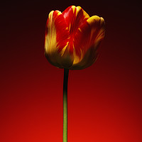 Buy canvas prints of A single beautiful variegated yellow and red tulip by Phill Thornton