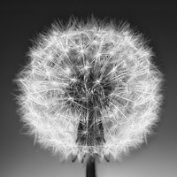 Buy canvas prints of Close up of a Dandelion seed head. No. 4. by Phill Thornton