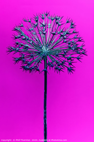 Abstract Allium No.1 Picture Board by Phill Thornton
