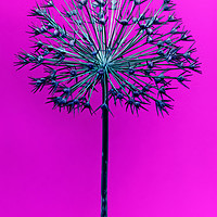 Buy canvas prints of Abstract Allium No.1 by Phill Thornton