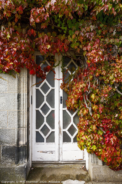 Wooden door, surrounded by ivy. Picture Board by Phill Thornton