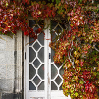 Buy canvas prints of Wooden door, surrounded by ivy. by Phill Thornton