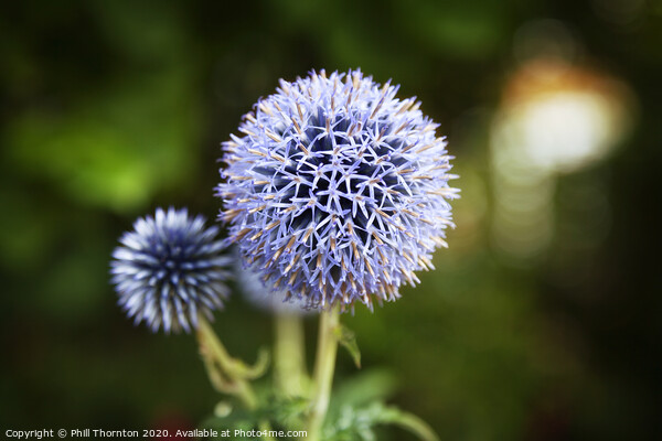 Close up of Blue Allium flower  growing outside Picture Board by Phill Thornton