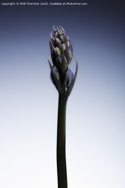 The beautiful british Bluebell just before it blossoms No. 2 Picture Board by Phill Thornton