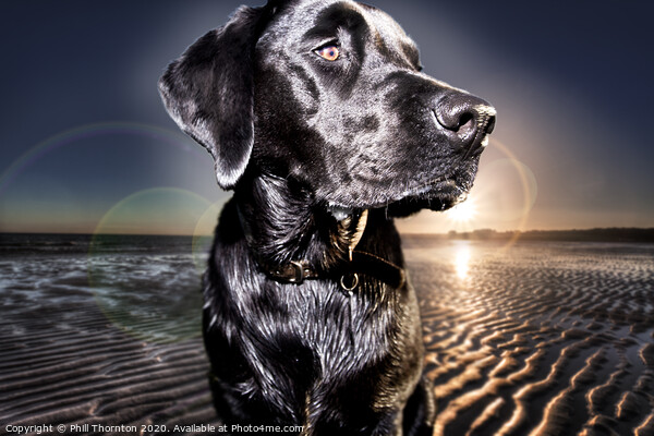 Black Labrador Retriever at the beach at sunrise Picture Board by Phill Thornton