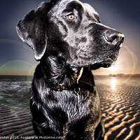 Buy canvas prints of Black Labrador Retriever at the beach at sunrise by Phill Thornton