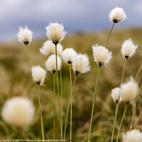 Buy canvas prints of Hare's tail Cotton Grass in the Scottish Moorland by Phill Thornton