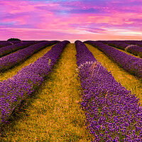 Buy canvas prints of Sunset over Lavender Field by Scott Paul