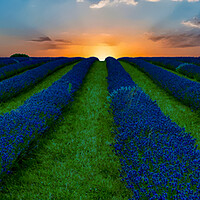 Buy canvas prints of Lavender Field Sunset by Scott Paul