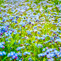 Buy canvas prints of Forget me not by Scott Paul
