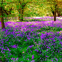 Buy canvas prints of Bluebell Wood by Scott Paul