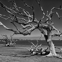 Buy canvas prints of Driftwood Tree by Gallery Three