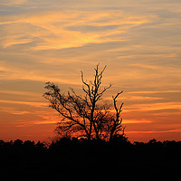 Buy canvas prints of Sunset dusk tree silhouette orange sky by Steve Mantell