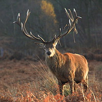 Buy canvas prints of Male stag with antlers in rutting season by Steve Mantell