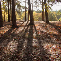 Buy canvas prints of Autumn woodland tree shadows by Steve Mantell