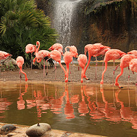 Buy canvas prints of Pink flamingo colony with water reflections by Steve Mantell