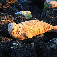 Buy canvas prints of Sunbathing seal in Brixham harbour by Steve Mantell