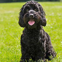 Buy canvas prints of Cockapoo puppy portrait by Steve Mantell
