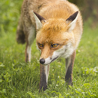 Buy canvas prints of Fox in nature by Steve Mantell