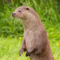 Buy canvas prints of Otter standing up on hind legs by Steve Mantell