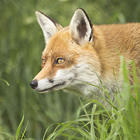 Buy canvas prints of Fox close up portrait by Steve Mantell
