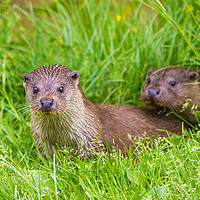 Buy canvas prints of Two young river otters by Steve Mantell