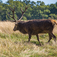 Buy canvas prints of Lone red deer in Richmond Park by Steve Mantell