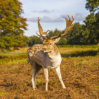 Buy canvas prints of Fallow deer autumn nature reserve by Steve Mantell