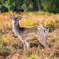 Buy canvas prints of Fallow deer autumn nature reserve by Steve Mantell