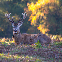 Buy canvas prints of Stag buck with antlers autumn season by Steve Mantell