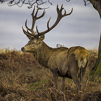Buy canvas prints of Lone red deer with antlers by Steve Mantell