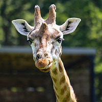 Buy canvas prints of Rothschild's giraffe looking at you by Steve Mantell