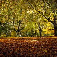 Buy canvas prints of Colourful blanket of autumn leaves by Steve Mantell