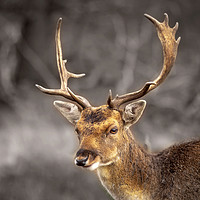 Buy canvas prints of Young and handsome deer by Steve Mantell