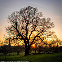 Buy canvas prints of Ancient Oak at Sunset by Simon Belcher